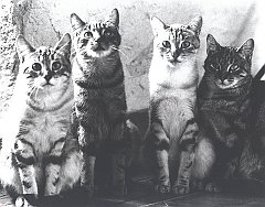Gatti (286)